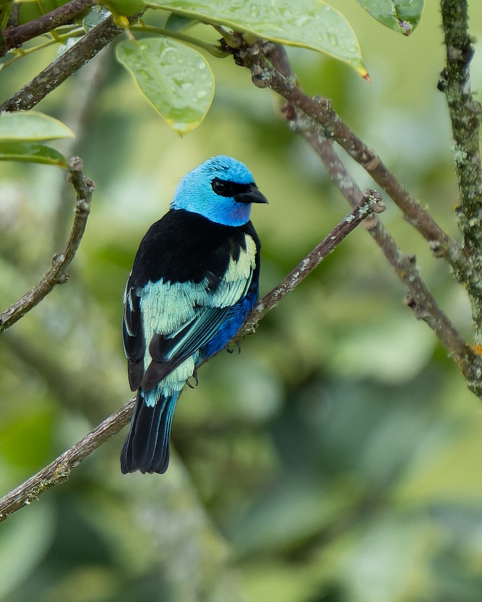 Blue-necked Tanager - ML619975041