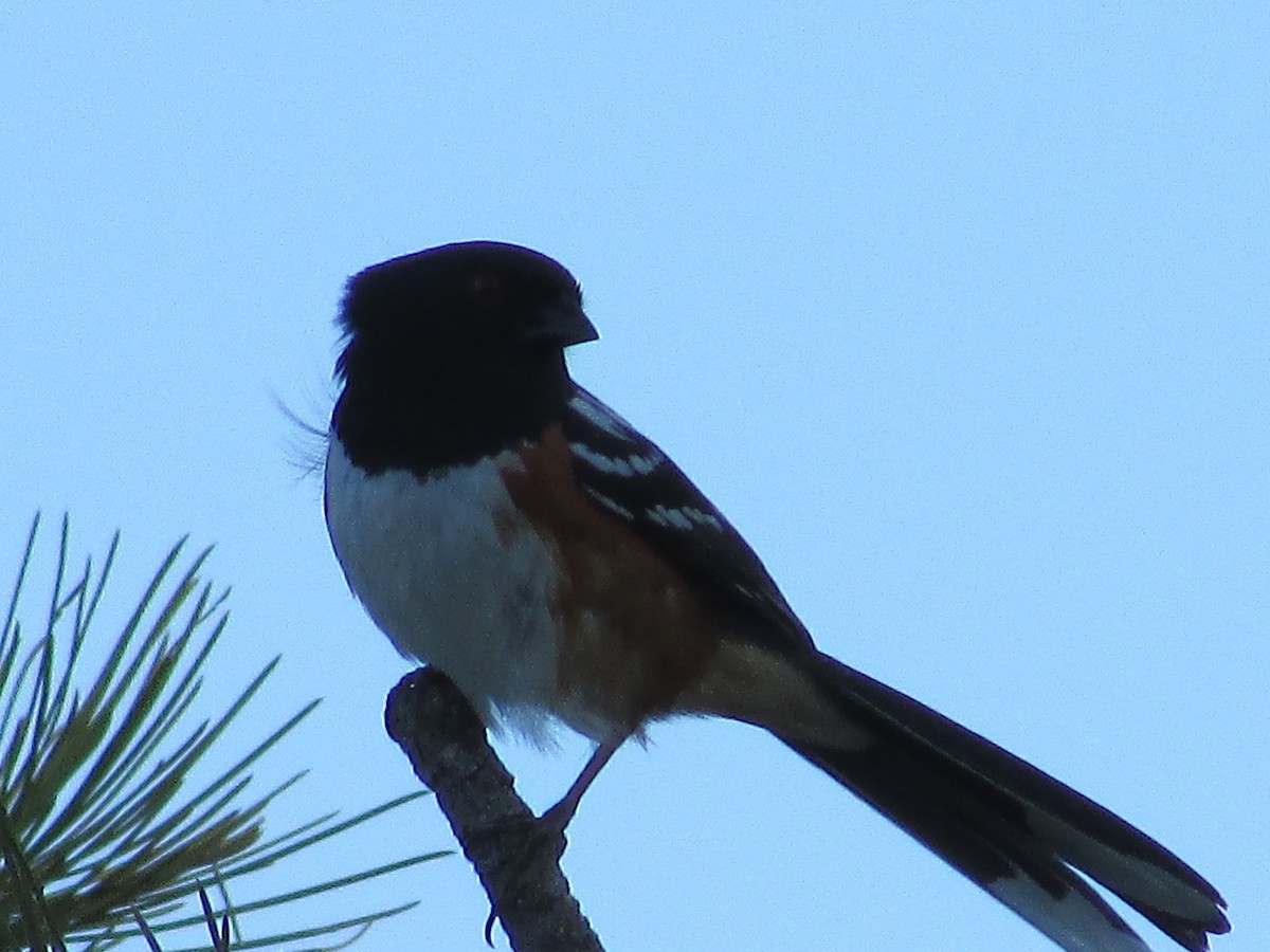 Spotted Towhee - ML619975042