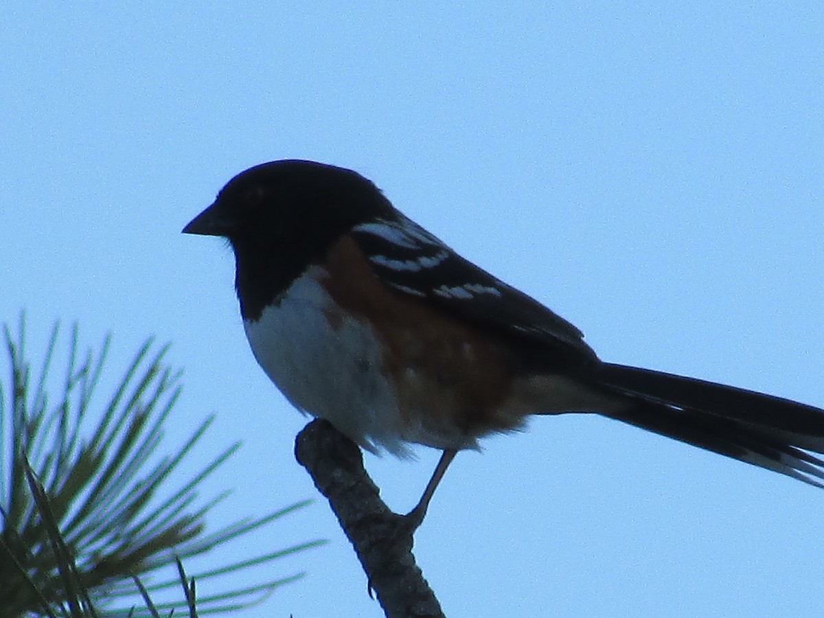 Spotted Towhee - ML619975043