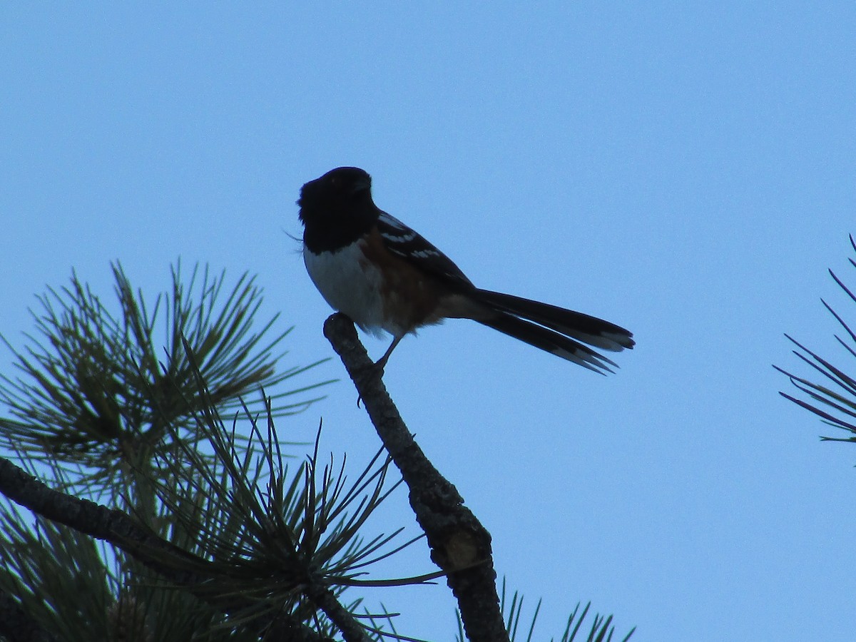 Spotted Towhee - ML619975044