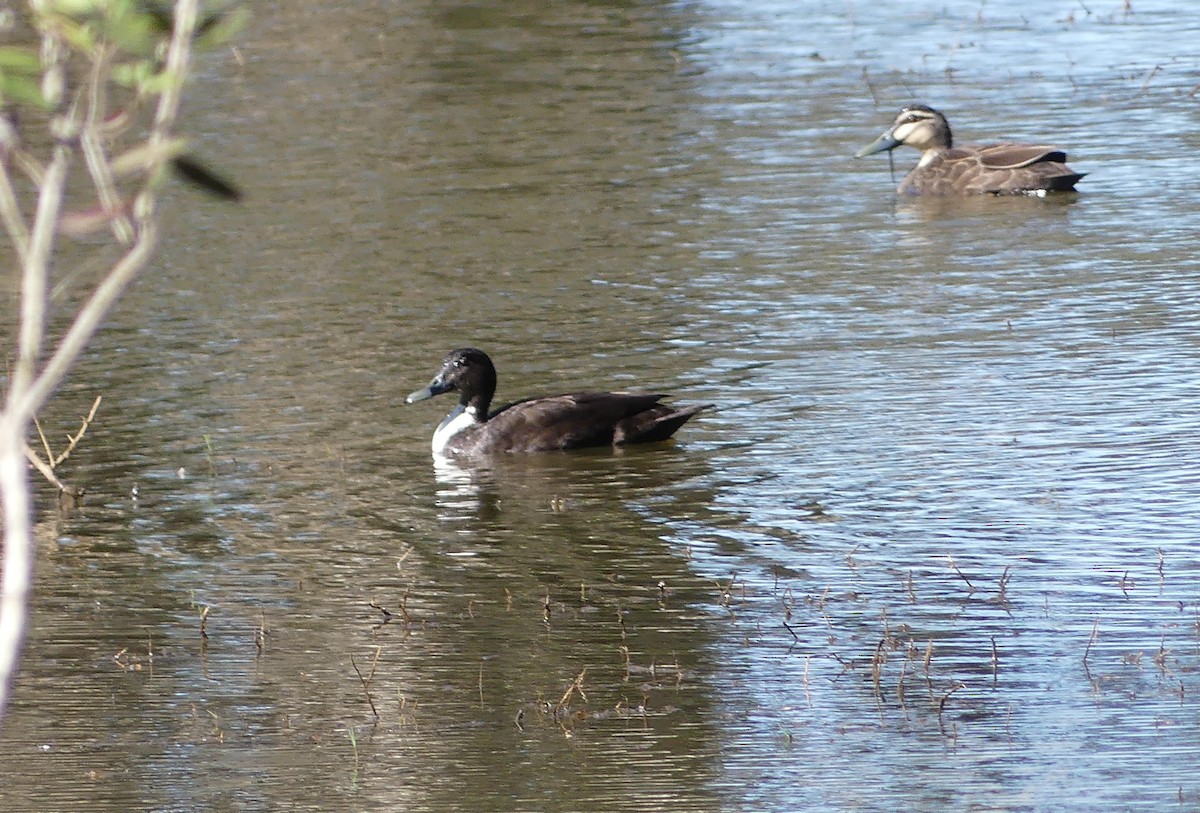 tanımsız ördek (Anatinae sp.) - ML619975057