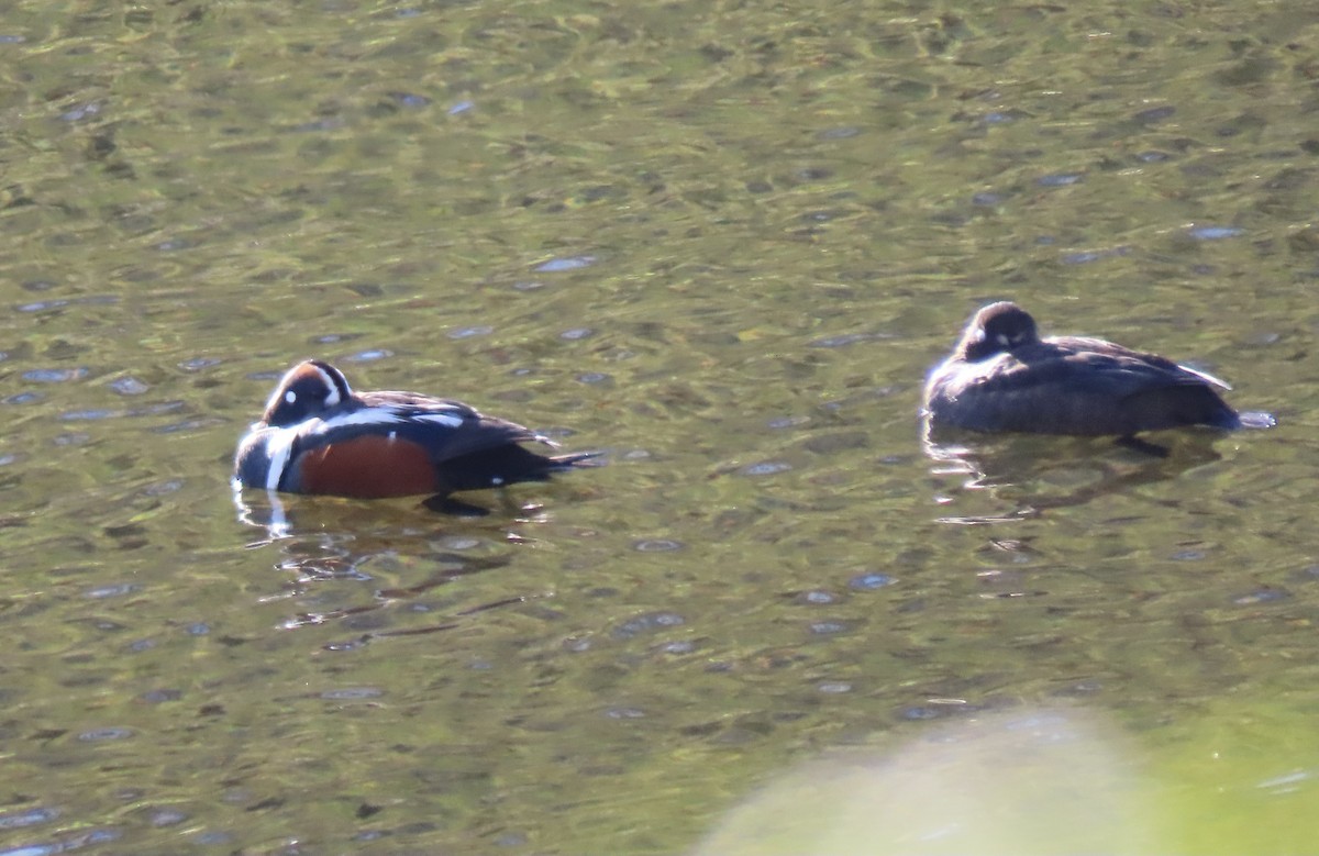 Harlequin Duck - ML619975084