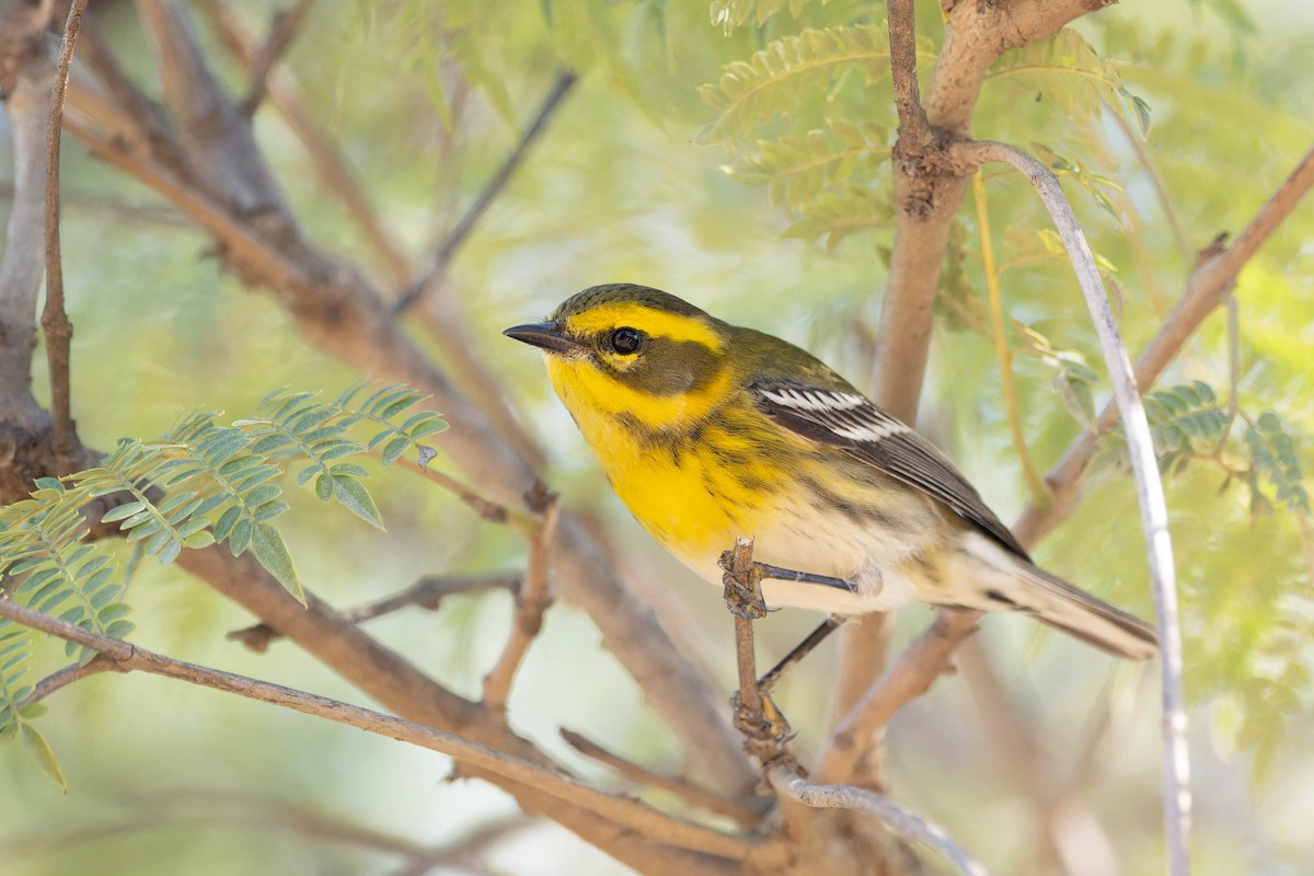 Townsend's Warbler - ML619975093