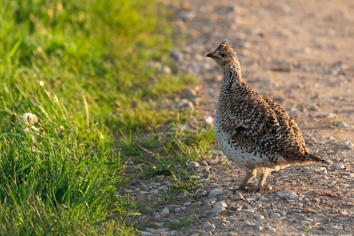Sharp-tailed Grouse - ML619975096