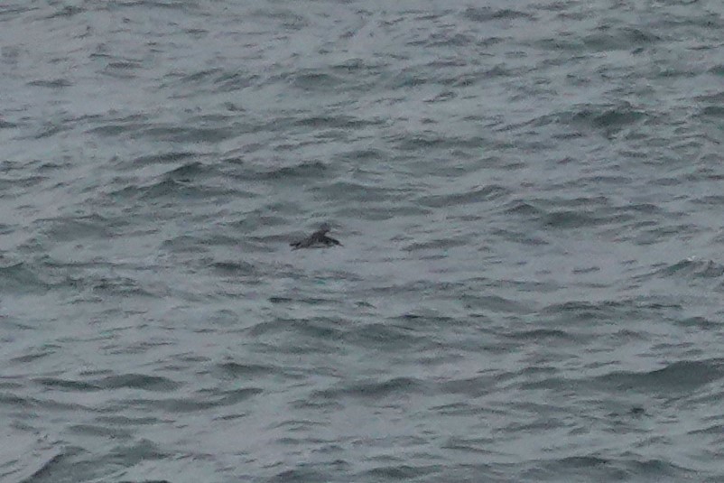 Pink-footed Shearwater - ML619975108