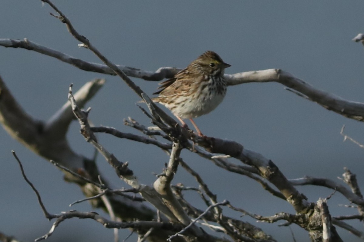 Savannah Sparrow - ML619975126