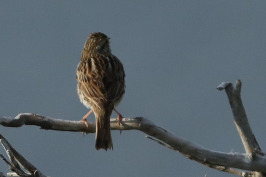Savannah Sparrow - ML619975127