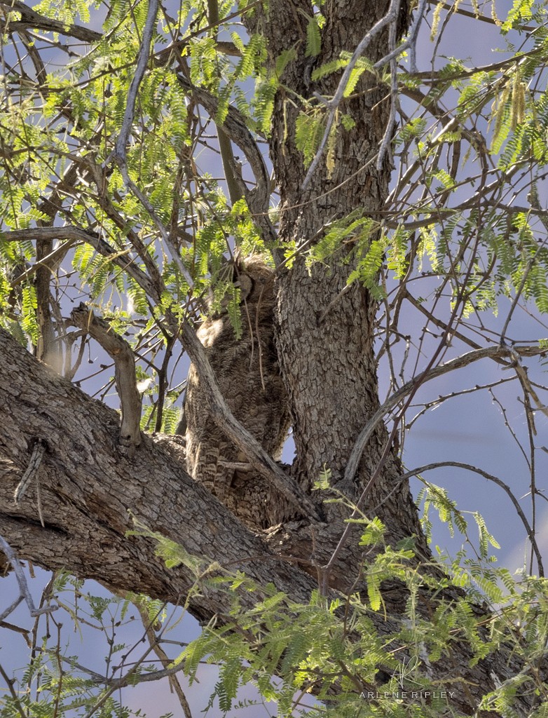 Great Horned Owl - ML619975141