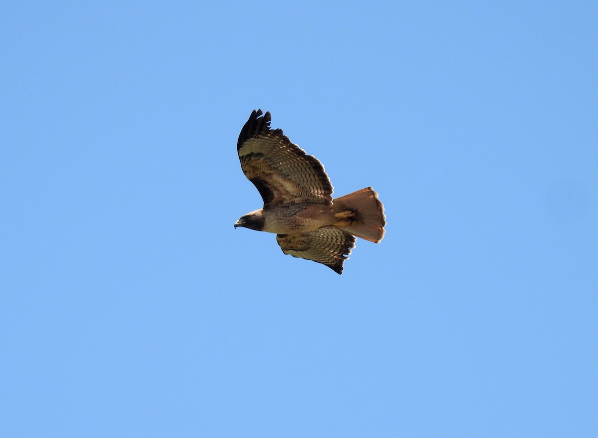 Rotschwanzbussard (calurus/alascensis) - ML619975149