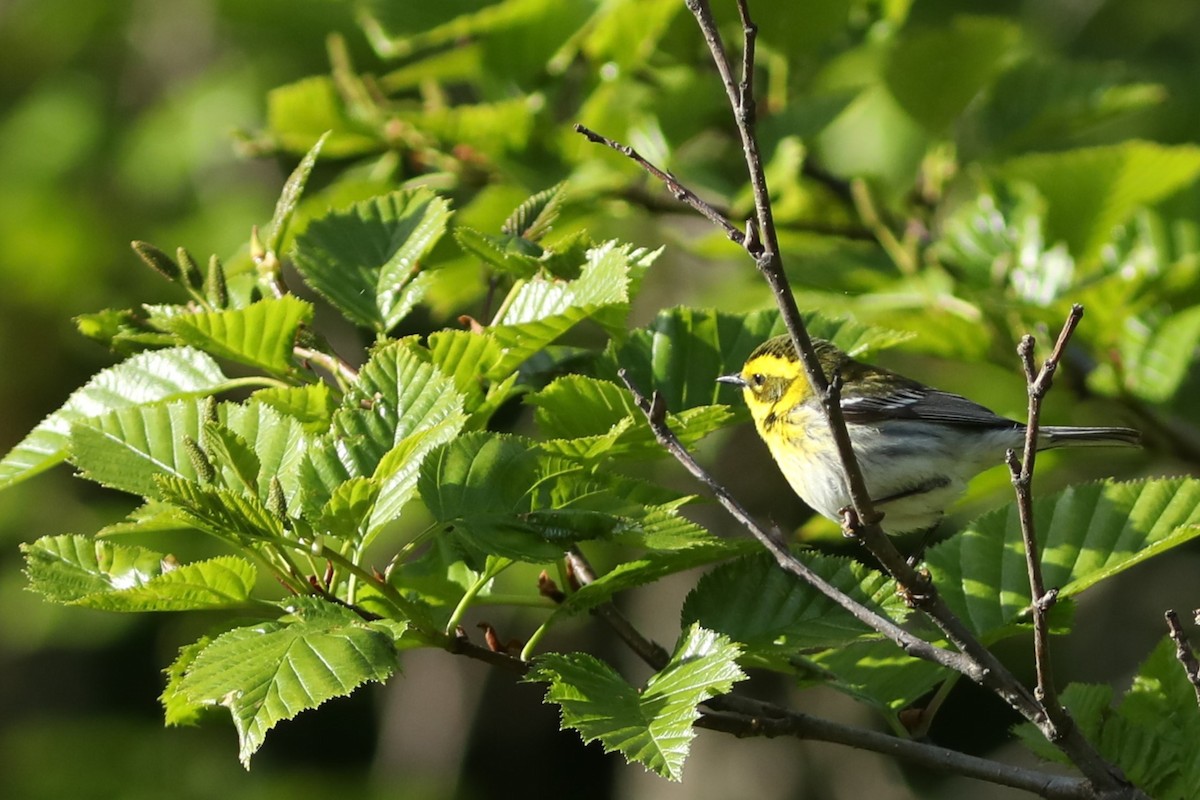 Townsend's Warbler - ML619975152