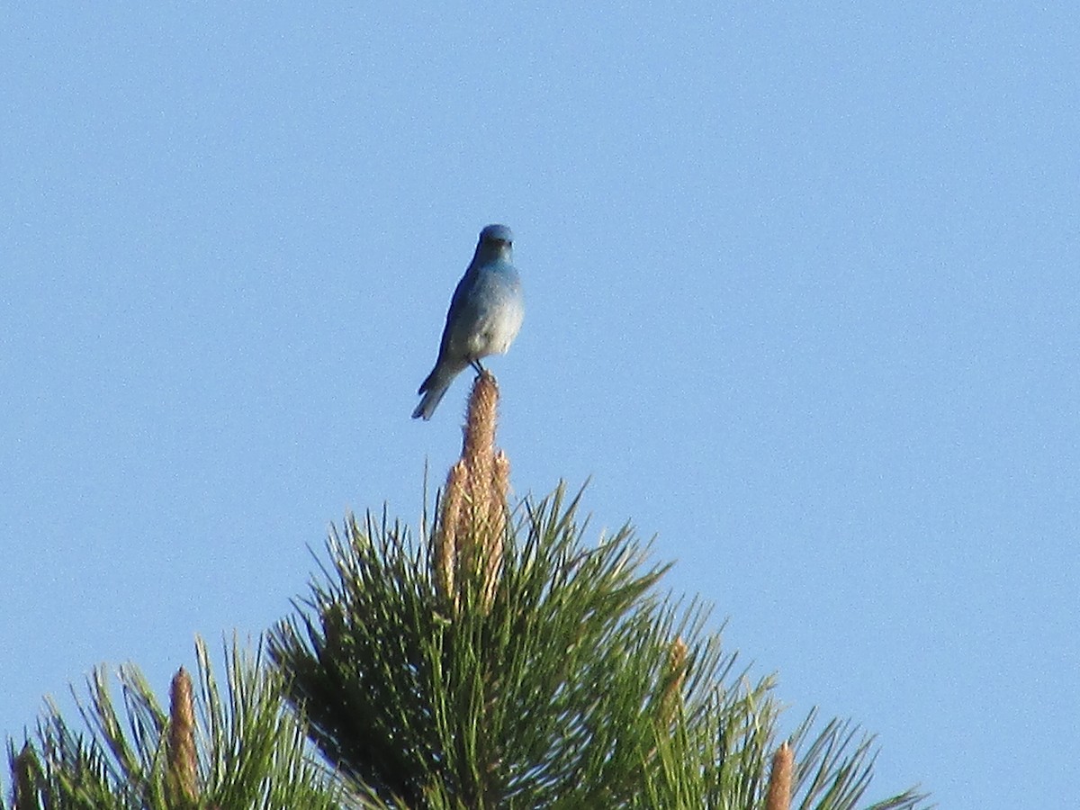 Mountain Bluebird - ML619975154