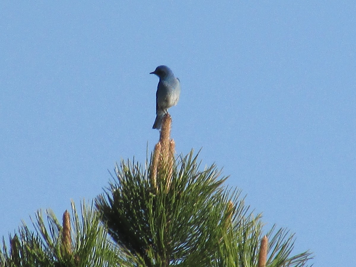 Mountain Bluebird - ML619975155