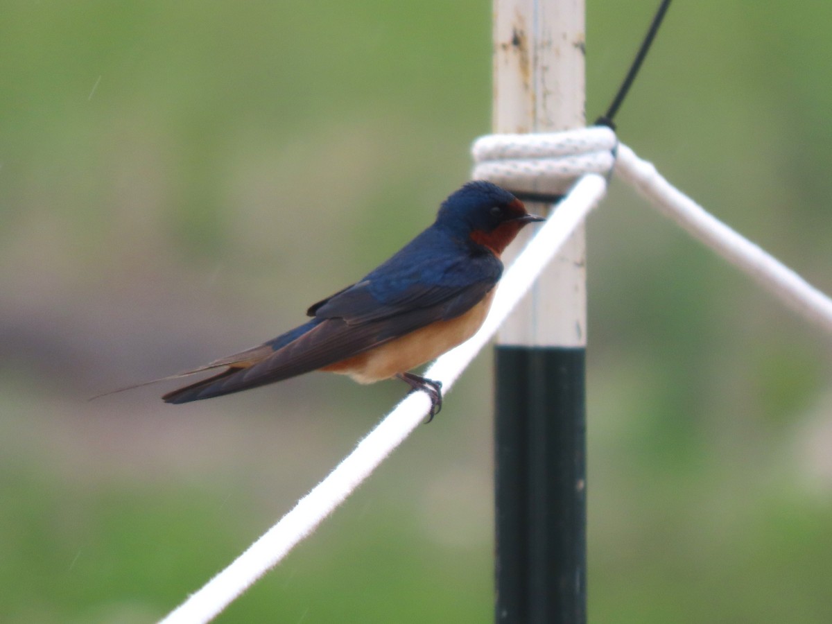 Barn Swallow (American) - ML619975187