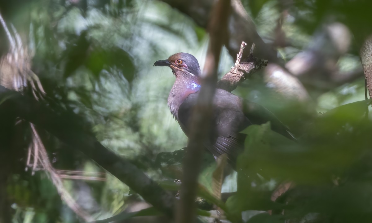 Amethyst Brown-Dove - ML619975192