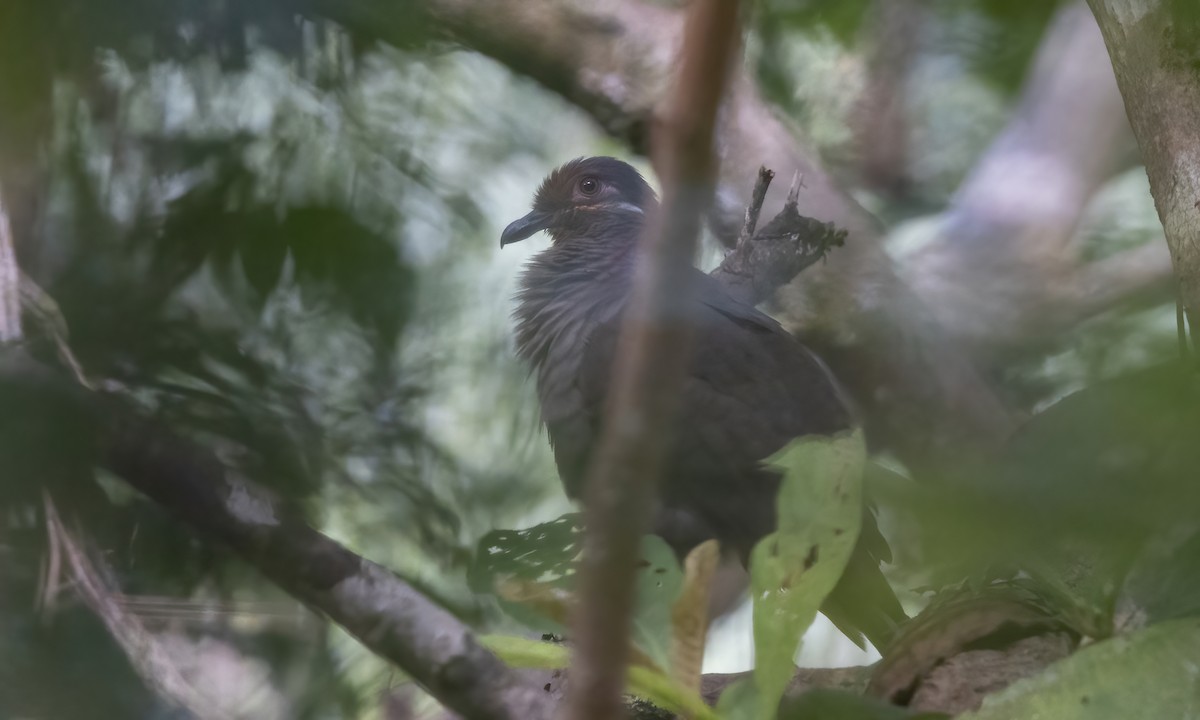 Amethyst Brown-Dove - ML619975193