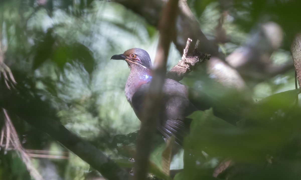 Amethyst Brown-Dove - ML619975195