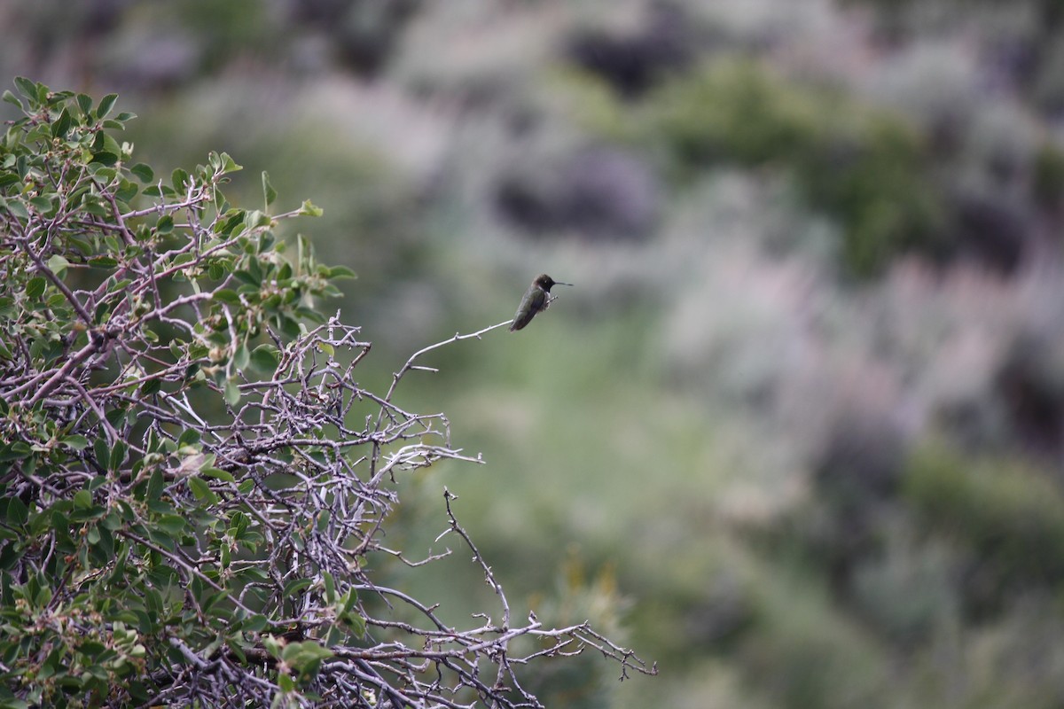 Black-chinned Hummingbird - ML619975209