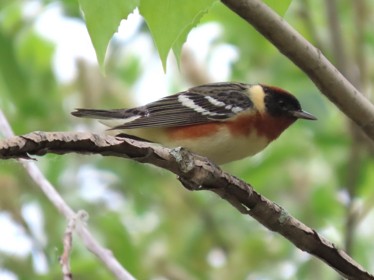 Bay-breasted Warbler - ML619975227