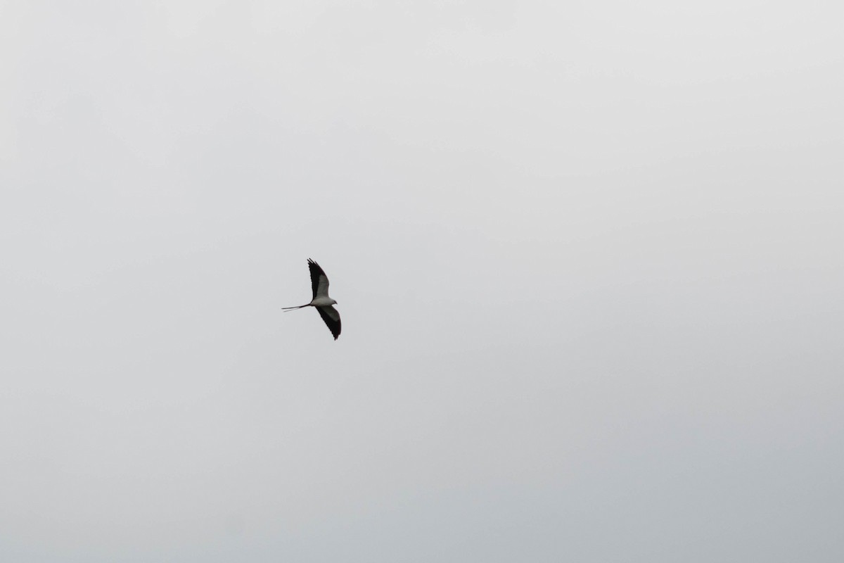 Swallow-tailed Kite - ML619975230