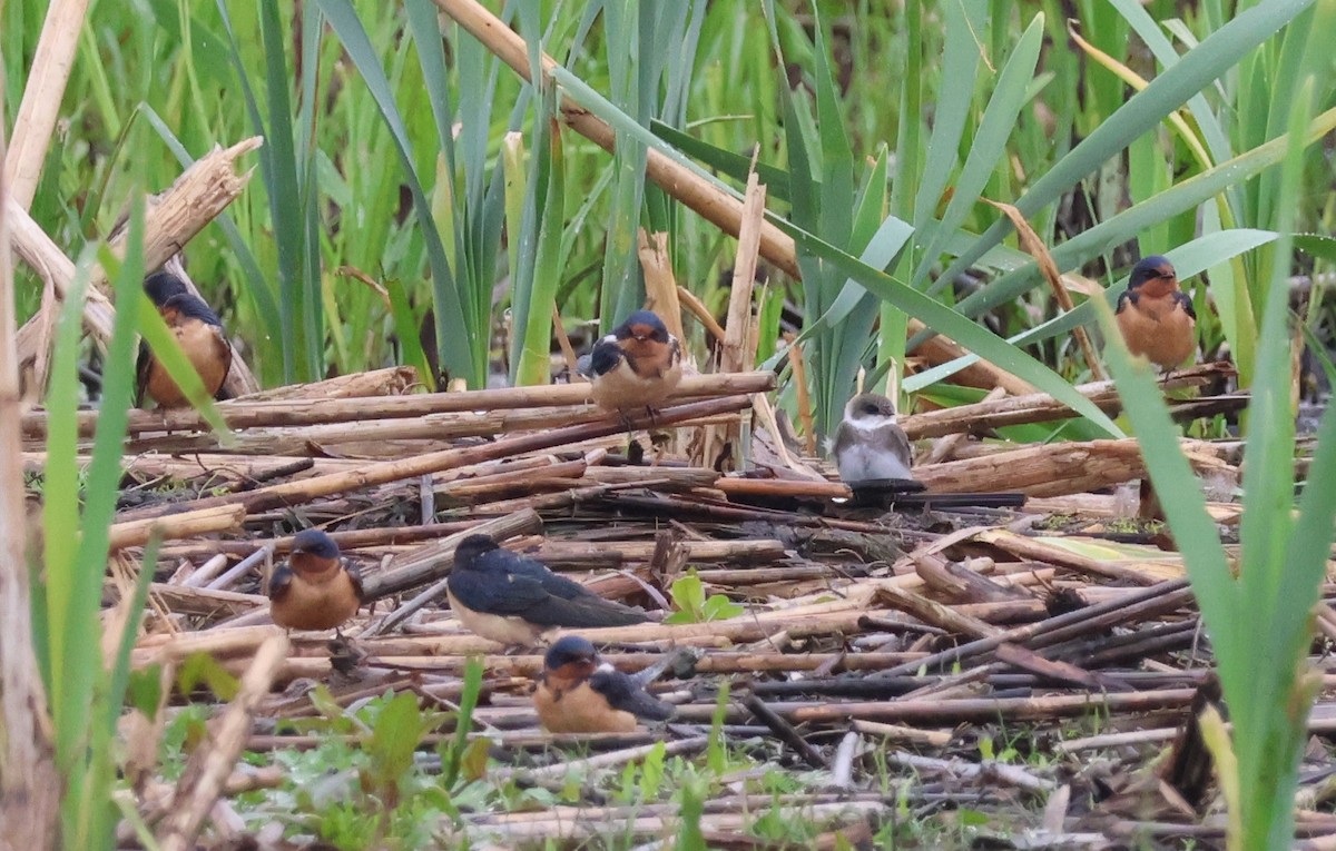 Bank Swallow - ML619975246