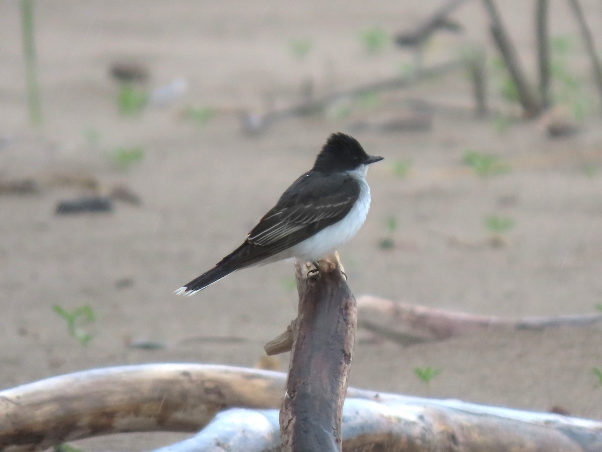 Eastern Kingbird - ML619975252