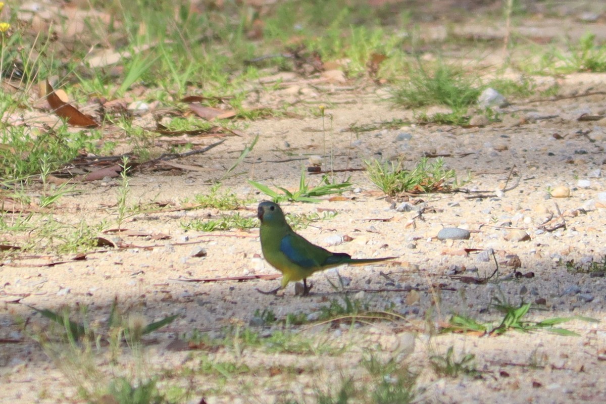 Turquoise Parrot - ML619975261