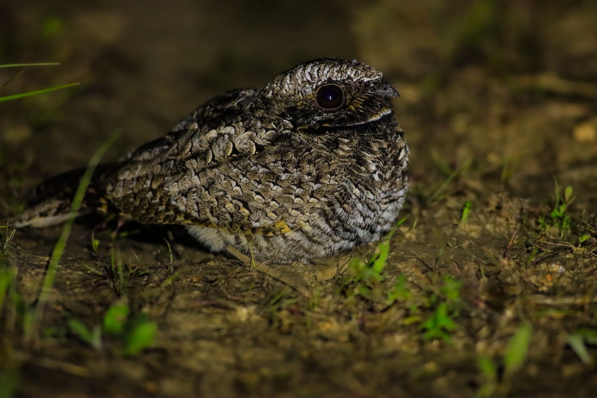 Common Poorwill - ML619975278