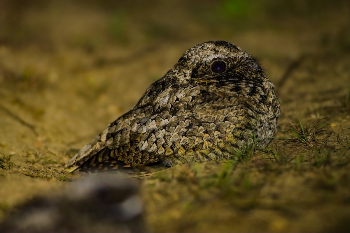 Common Poorwill - ML619975279