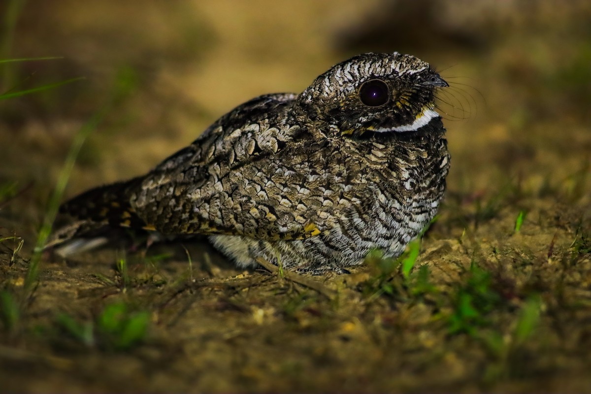 Common Poorwill - ML619975280