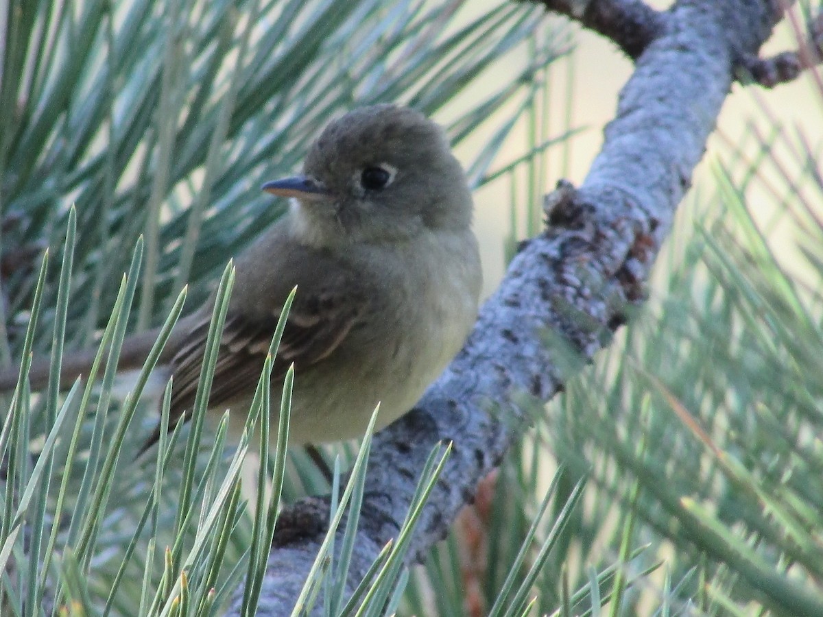 Western Flycatcher - ML619975287