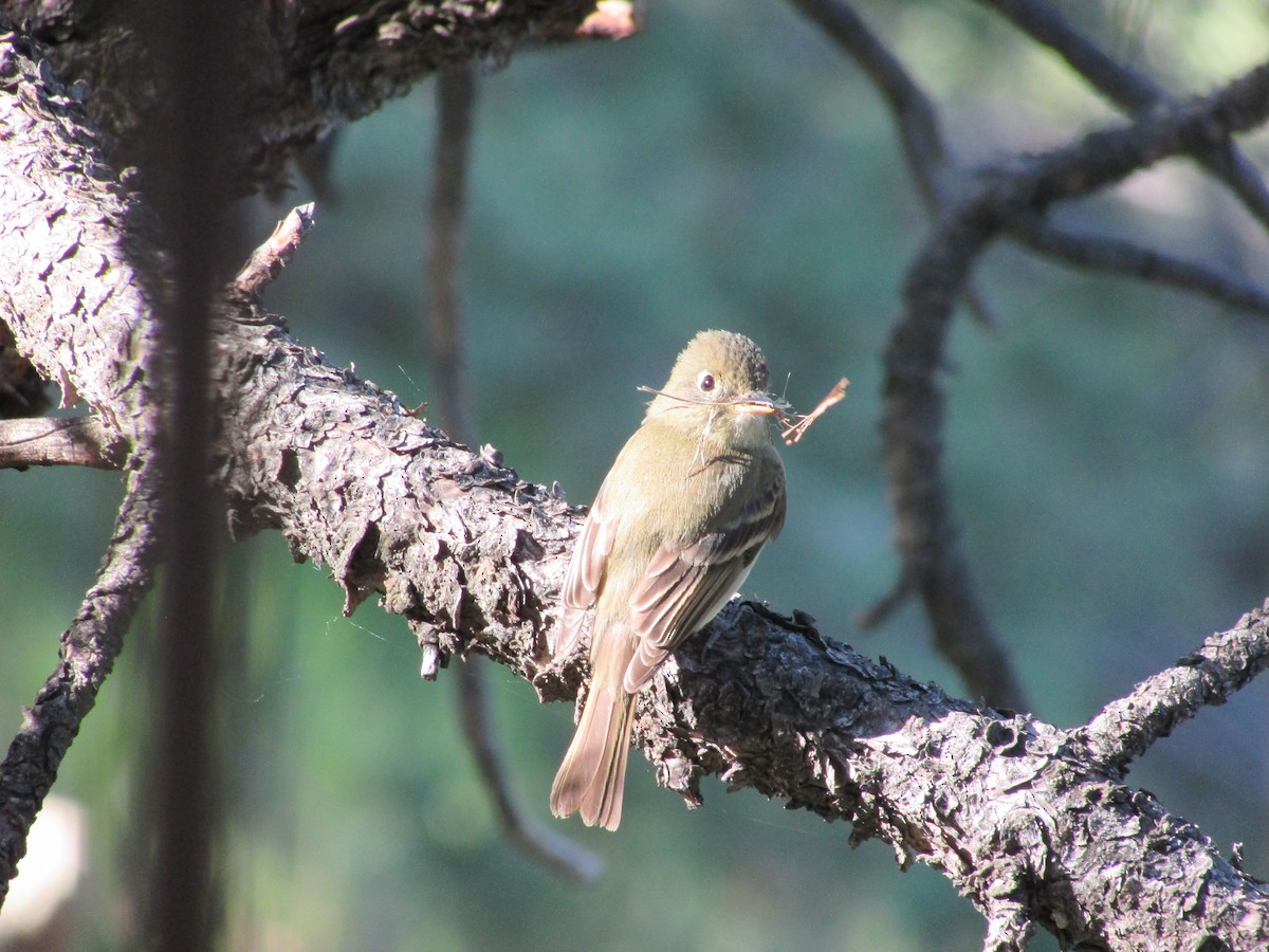 Western Flycatcher - ML619975289