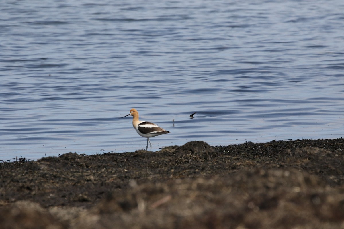 American Avocet - ML619975301