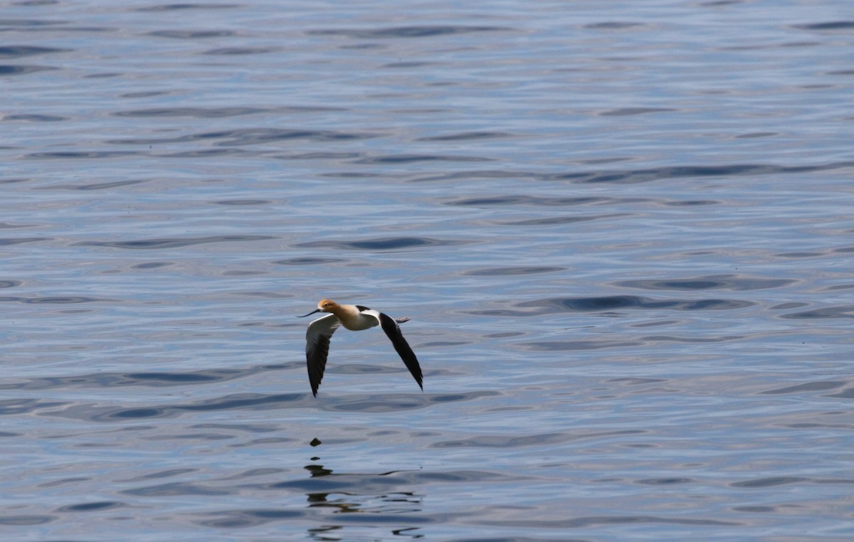 American Avocet - ML619975302