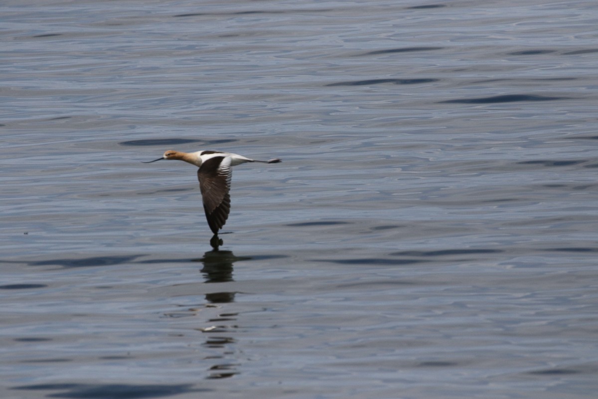 American Avocet - Dominique Lavoie