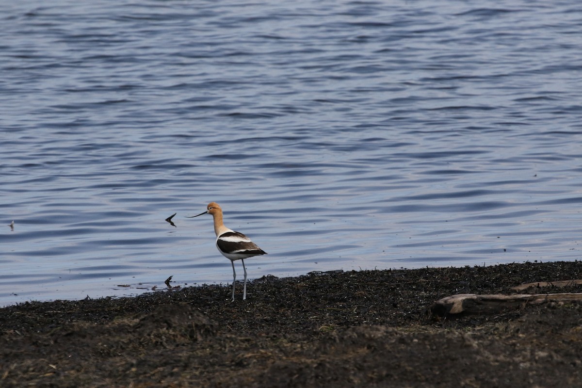 American Avocet - ML619975306