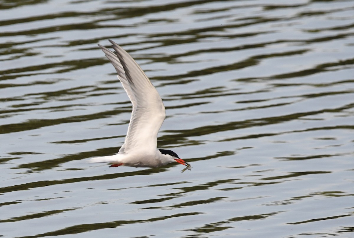 Common Tern - ML619975312