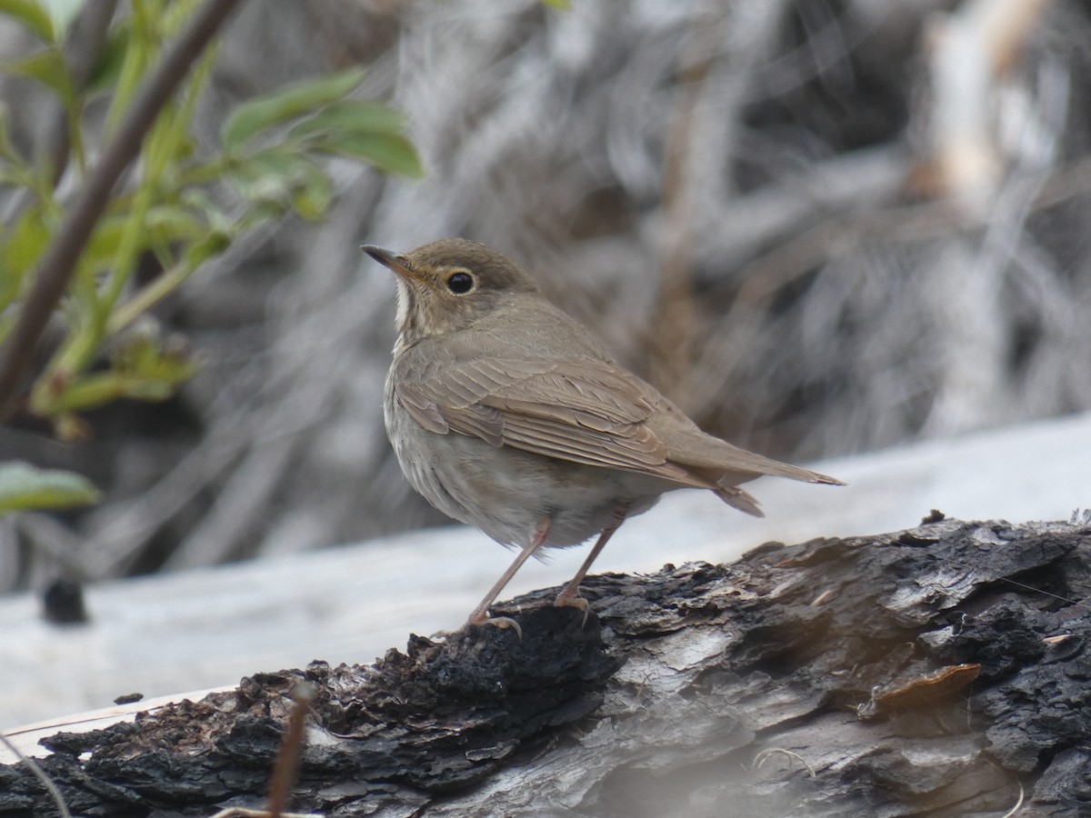 Swainson's Thrush - ML619975338