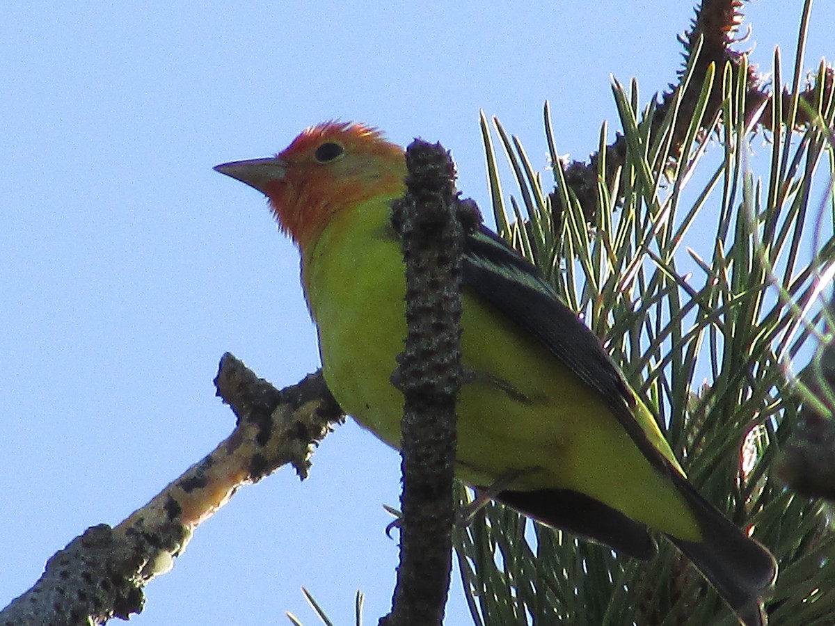 Western Tanager - ML619975348