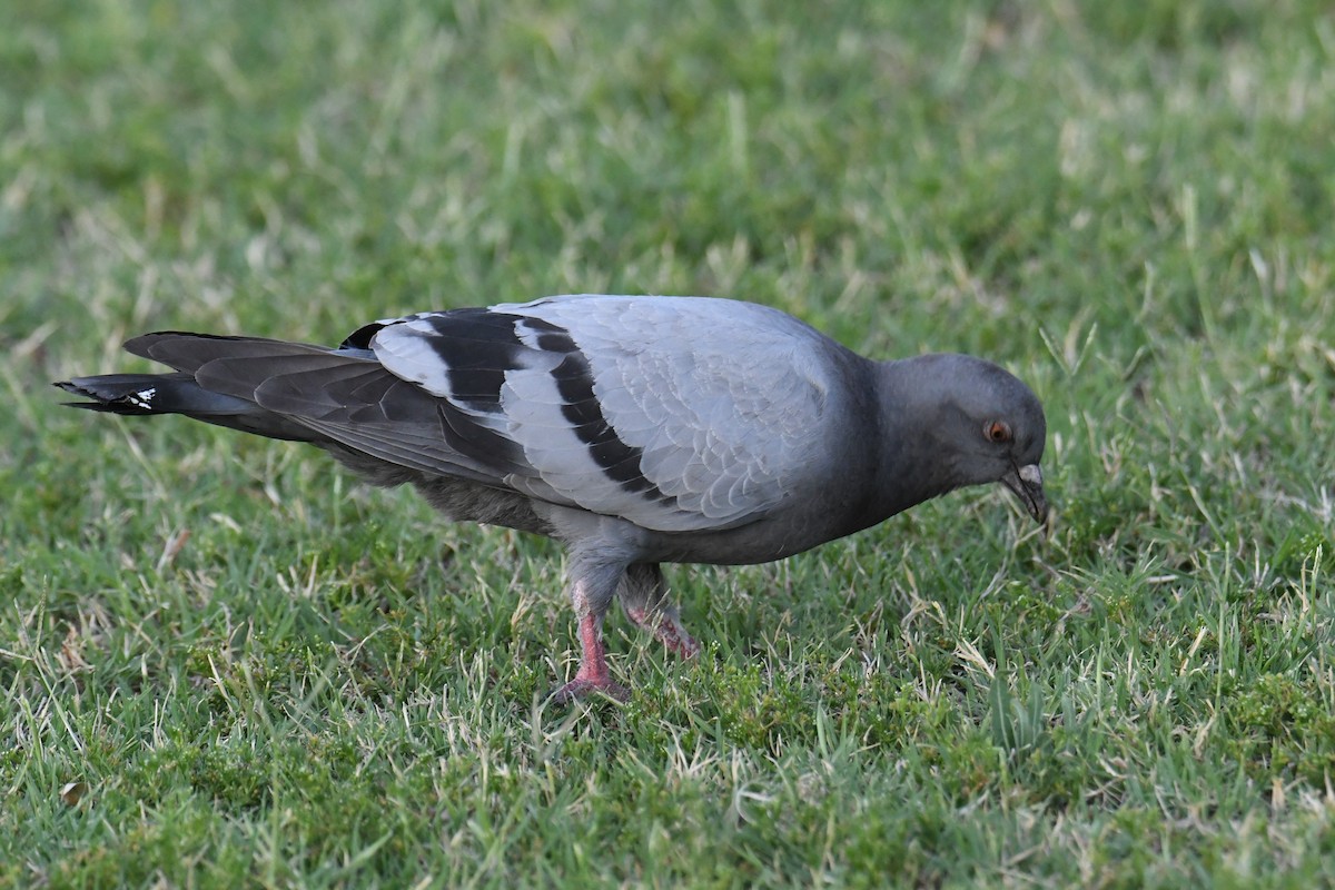 Сизый голубь (Одомашненного типа) - ML619975363