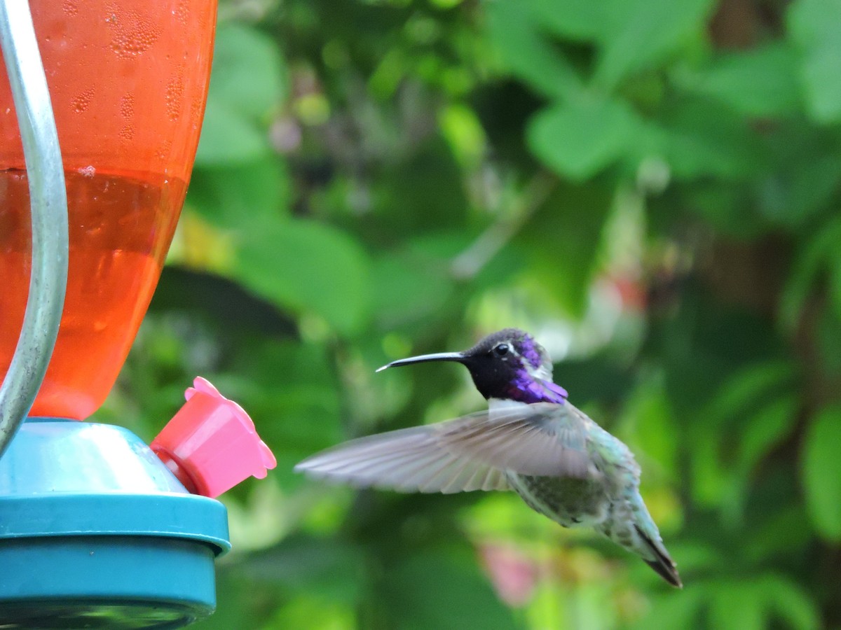 Colibrí de Costa - ML619975368