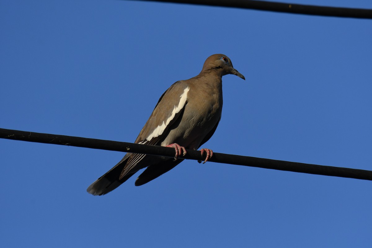 White-winged Dove - ML619975378