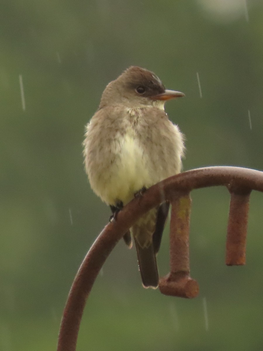 Olive-sided Flycatcher - ML619975379