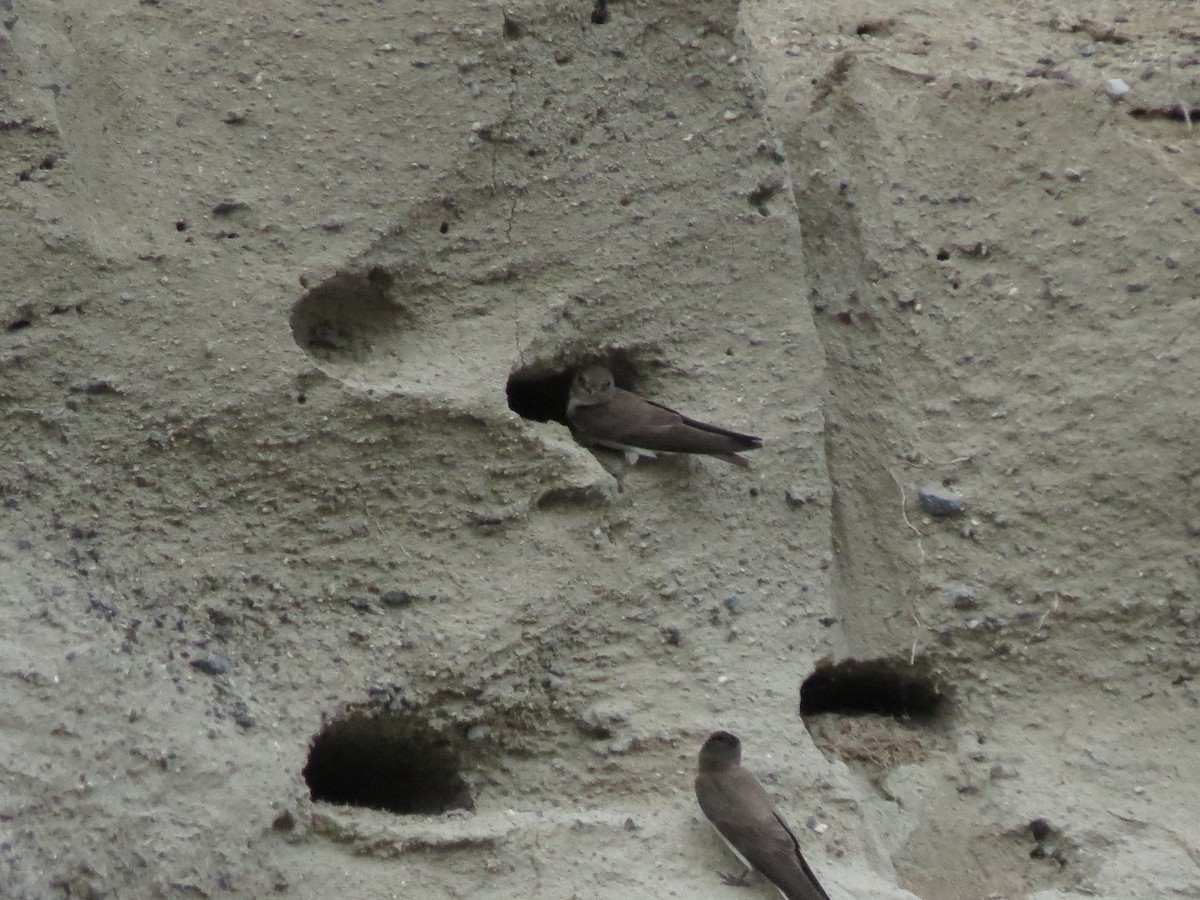 Northern Rough-winged Swallow - ML619975381