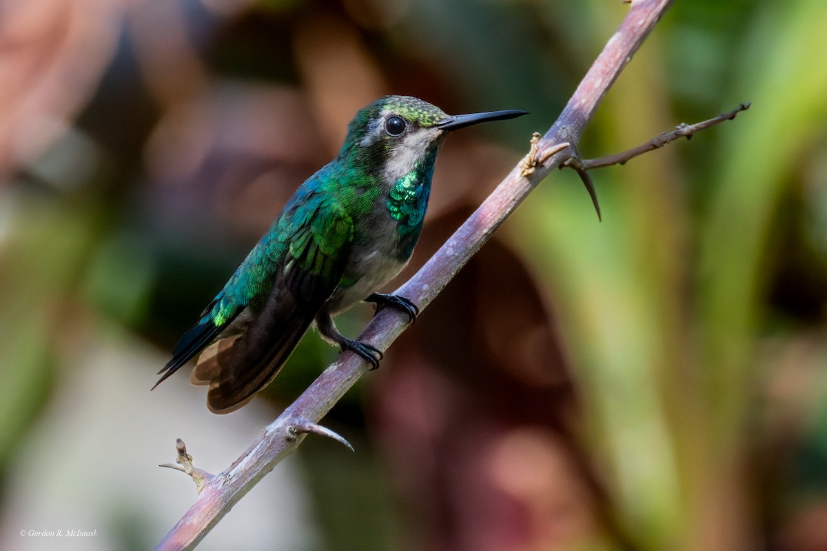 hummingbird sp. - ML619975387