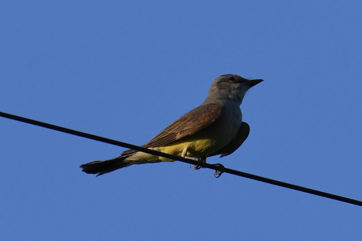 Western Kingbird - ML619975409