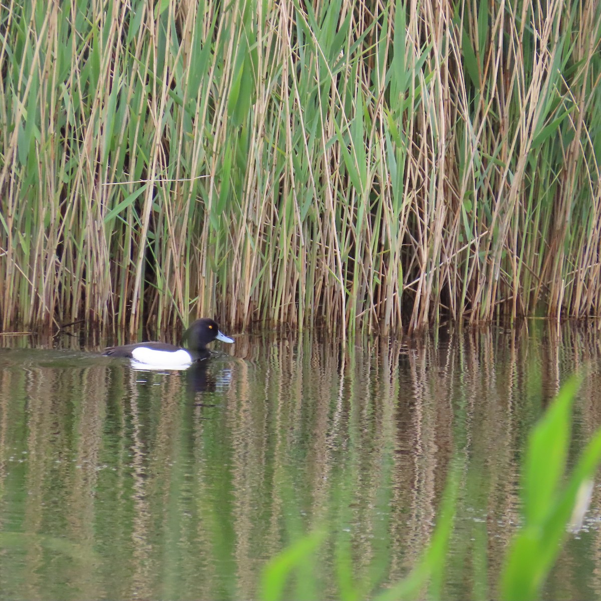 Tufted Duck - ML619975410