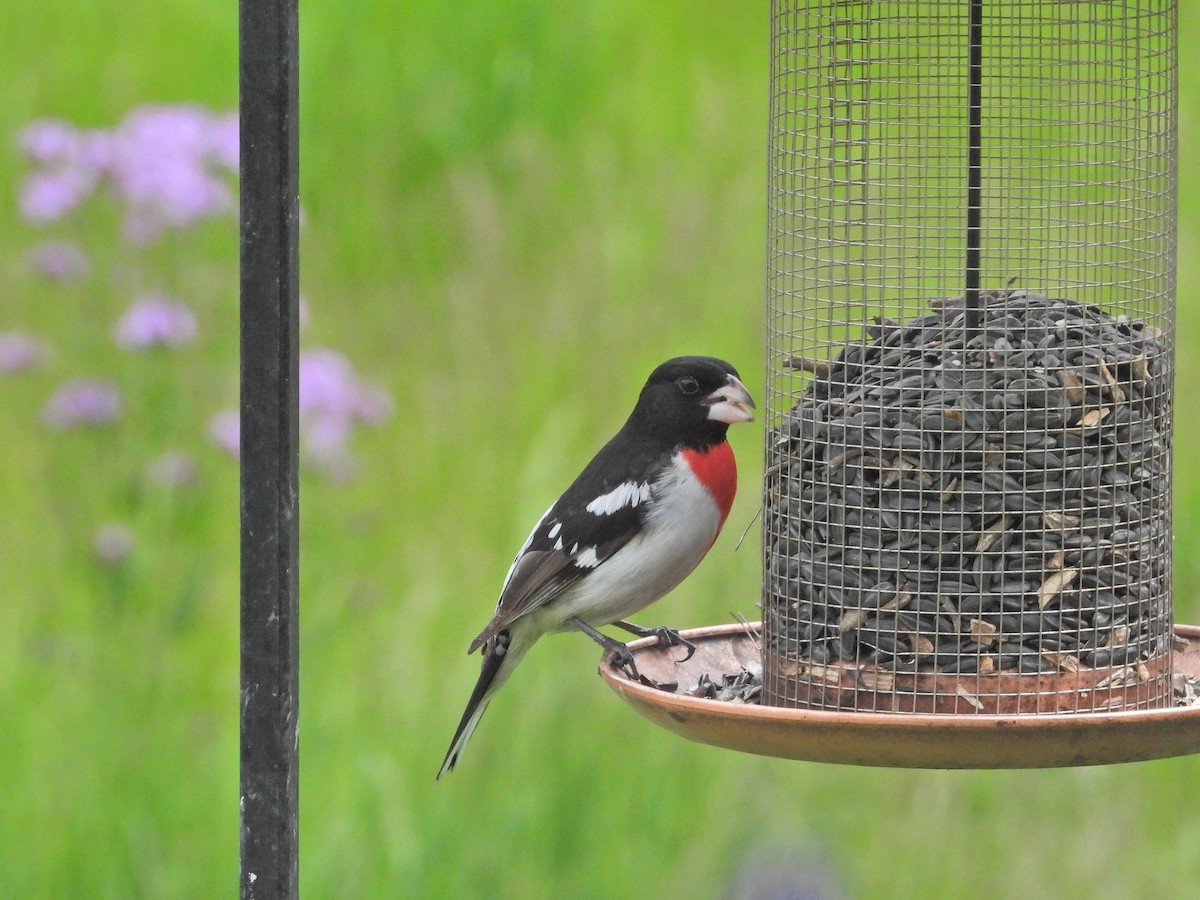 Rose-breasted Grosbeak - ML619975440