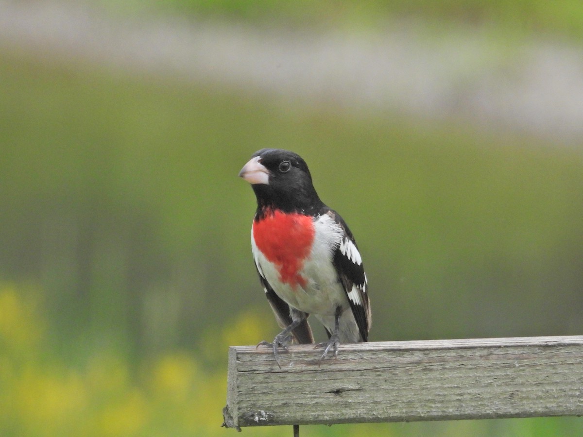 Rose-breasted Grosbeak - ML619975444