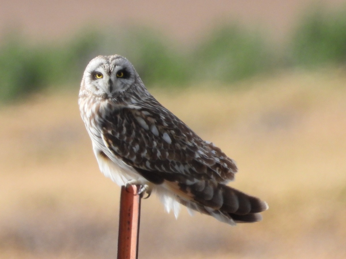 Short-eared Owl - ML619975454