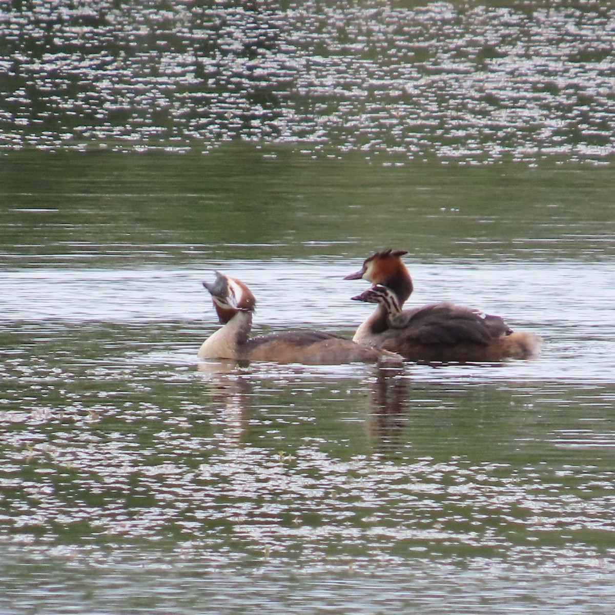 Great Crested Grebe - ML619975463